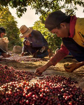 Clube Arbor® (2025)