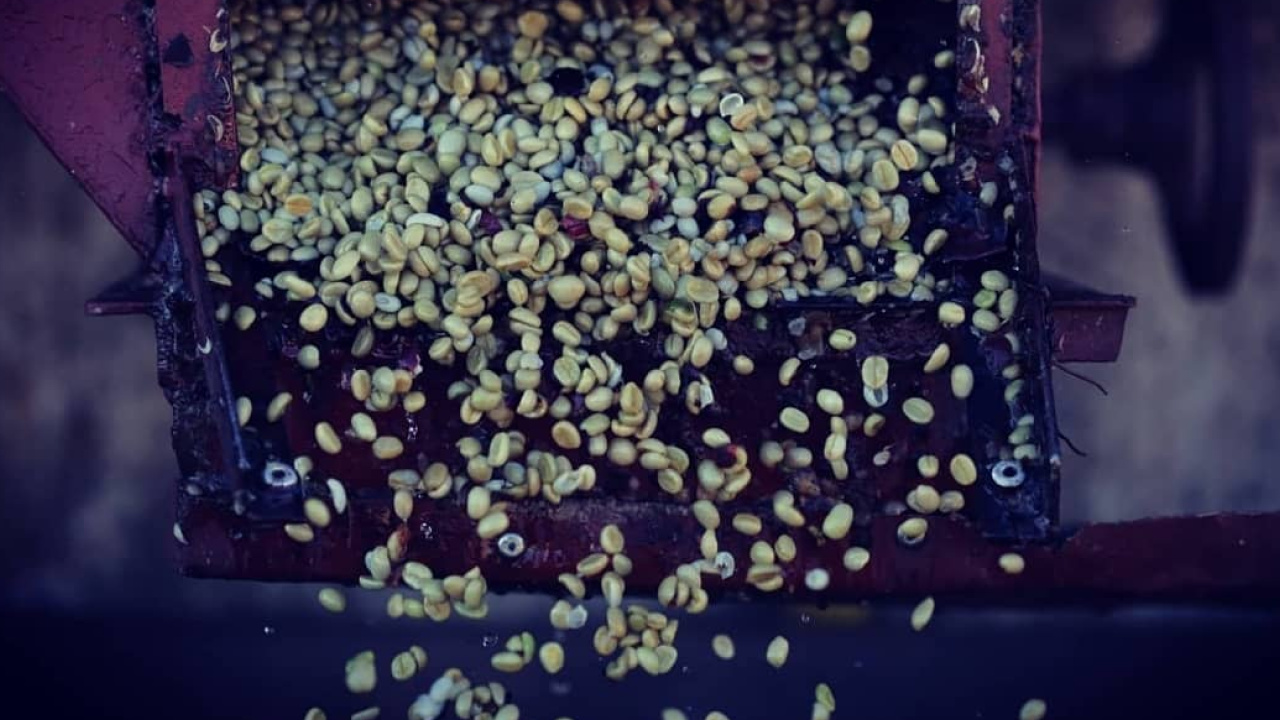 Arbor - Fazenda São Luiz - Processo CD