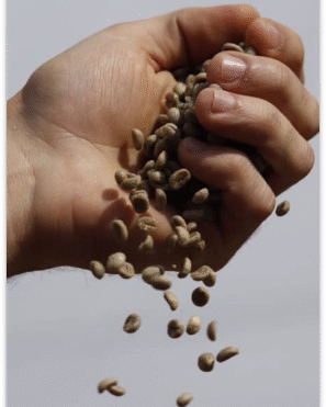 Doçura, Fazenda São Luiz Estate Coffee